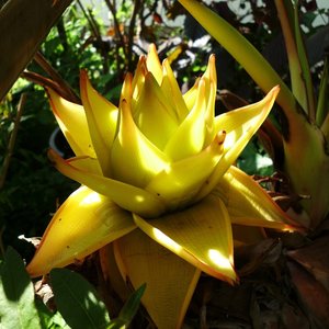 Heilige lotus (Musella lasiocarpa)