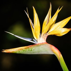 Gele paradijsvogelbloem (Strelitzia reginae 'Mandela's Gold')